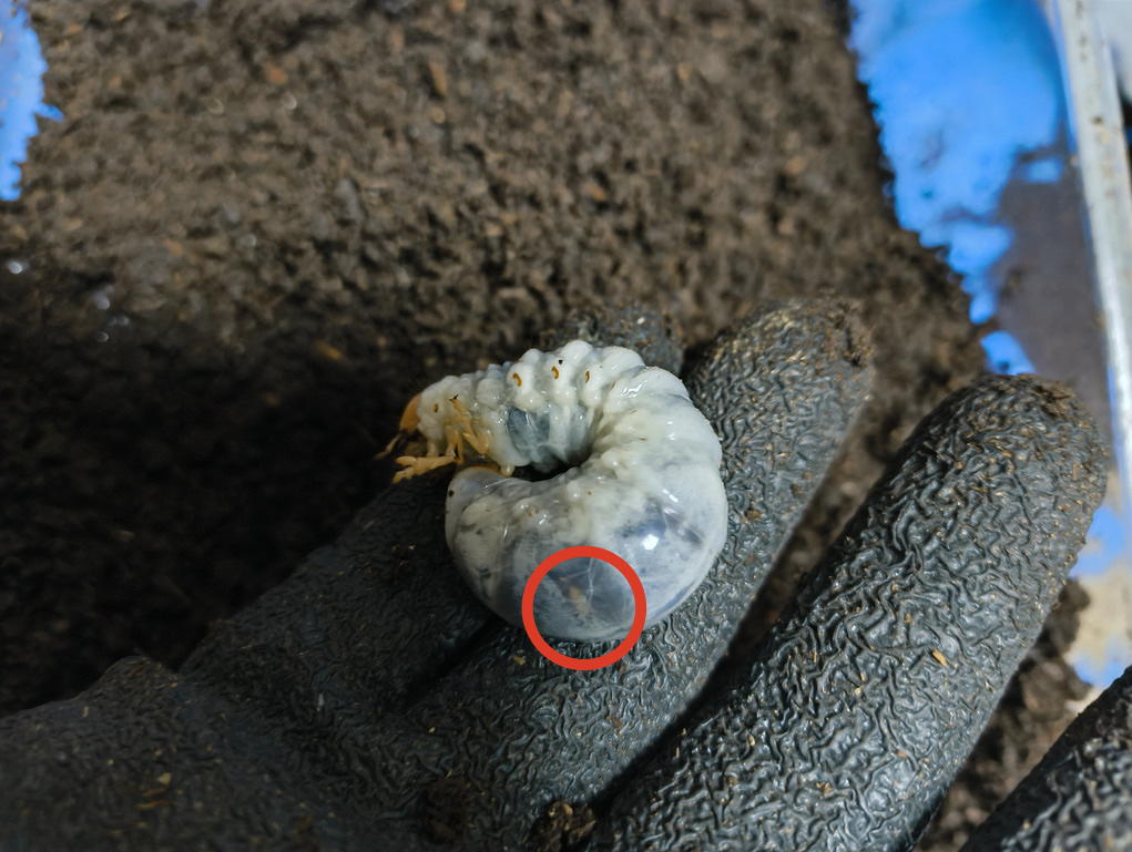 【雌雄判別】ほぼ100%クワガタの幼虫がオスかメスかを見分ける方法!! - secret beetles